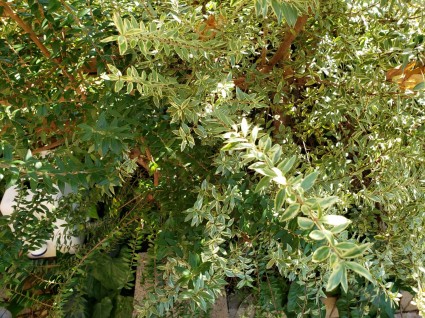 ギンバイカ ギンバイカ