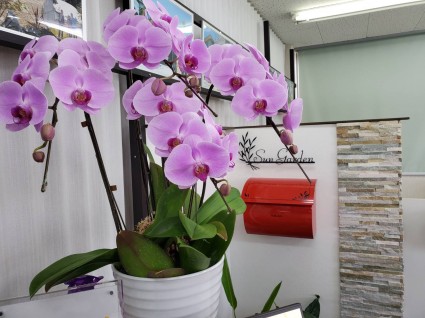 サンガーデン姫路事務所 サンガーデン通信