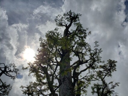 モミノキ モミノキ