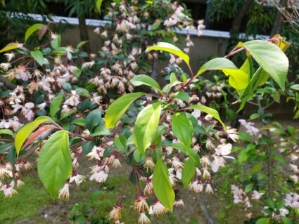 ハナカイドウ ハナカイドウ