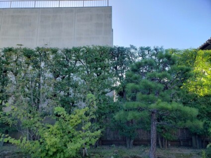 生け垣 生け垣