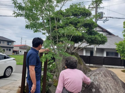 姫路庭リフォーム工事|アオダモの木 姫路庭リフォーム工事|アオダモの木