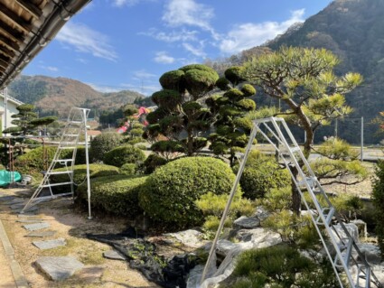 剪定作業 剪定作業