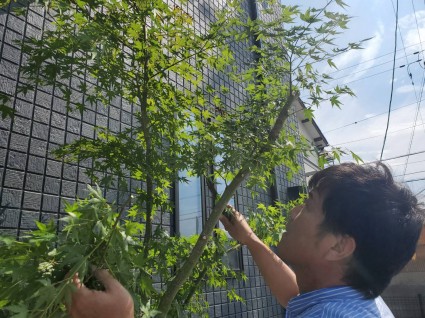 姫路外構|イロハモミジのシンボルツリー 姫路外構|イロハモミジのシンボルツリー