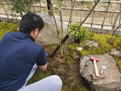 台風で庭木が倒れる|支柱 台風で庭木が倒れる|支柱