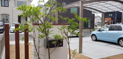 シンボルツリーのシマトネリコ シンボルツリーのシマトネリコ