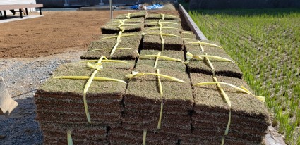 姫路市庭|姫高麗芝のお庭 姫路市庭|姫高麗芝のお庭