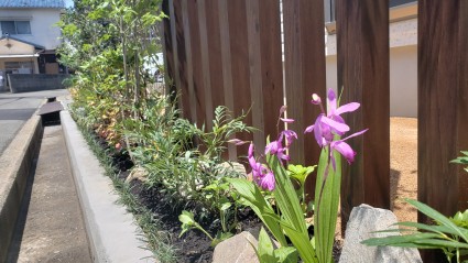 下草が可愛い外構エクステリア 下草が可愛い外構エクステリア