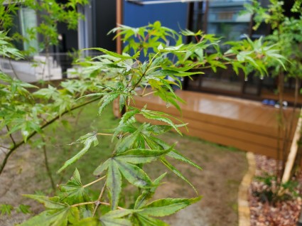 芝生の庭プチガーデンリフォーム|イロハモミジ 芝生の庭プチガーデンリフォーム|イロハモミジ