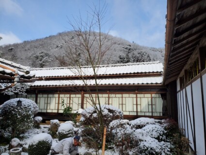 イロハモミジ イロハモミジ