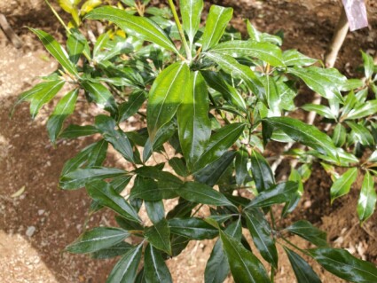 植木材料 植木材料