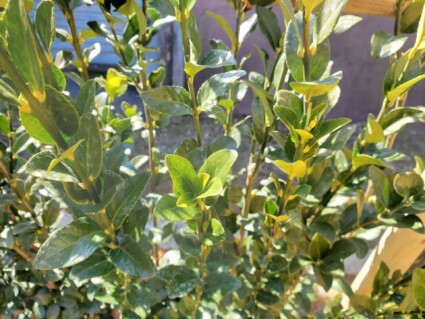 生垣工事 生垣工事