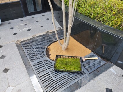 ヤマボウシ ヤマボウシ