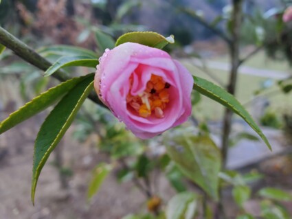 カオリツバキ カオリツバキ