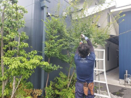 姫路市　庭木の剪定