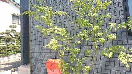 姫路外構|イロハモミジのシンボルツリー 姫路外構|イロハモミジのシンボルツリー