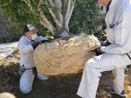 佐用町ギンモクセイを撤去してキンモクセイの植栽工事 佐用町ギンモクセイを撤去してキンモクセイの植栽工事