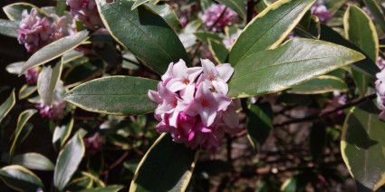 サンガーデン植栽工事|春の花沈丁花 サンガーデン植栽工事|春の花沈丁花