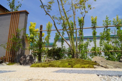 キンマサキの生垣 キンマサキの生垣