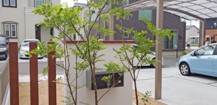 新築外構シンボルツリー|常緑樹のシマトネリコ 新築外構シンボルツリー|常緑樹のシマトネリコ