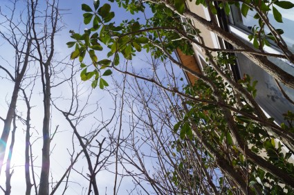 里山・雑木風のお庭に似合う植物